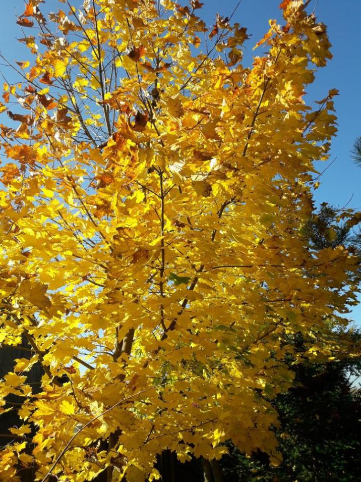 Fot&#x2e;&#x20;A&#x2e;&#x20;Laskowska-Ginszt&#x2e;&#x20;Żółte&#x20;liście&#x20;klonu&#x20;zwyczajnego&#x20;&#x28;Acer&#x20;platanoides&#x29;&#x2e;
