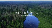 „Przedziwna Puszcza Białowieska". Film o ochronie cennego obszaru