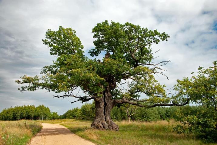 źródło&#x3a;&#x20;European&#x20;Tree&#x20;of&#x20;the&#x20;Year