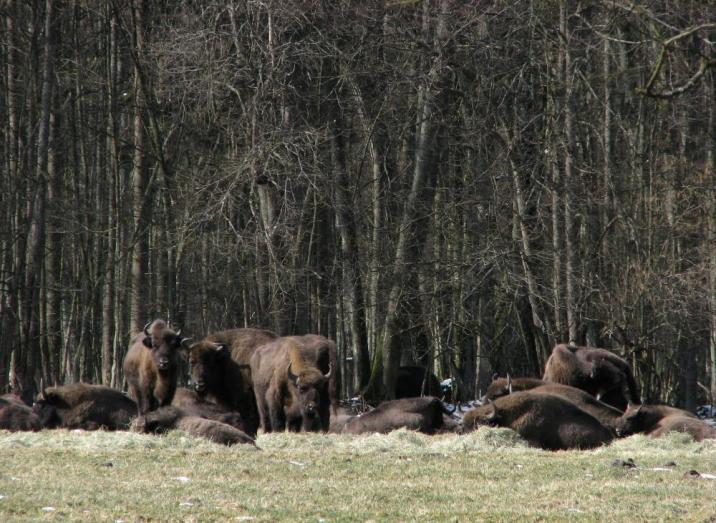 Fot&#x2e;&#x20;Nadleśnictwo&#x20;Hajnówka