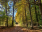 Informacja o rozpoczęciu konsultacji publicznych dotyczących projektu Planu zarządzania dla Obiektu Światowego Dziedzictwa Białowieża Forest (część polska)